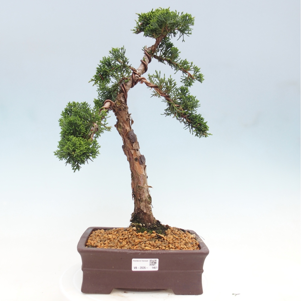 Bonsai voor buiten - Juniperus chinensis Kishu