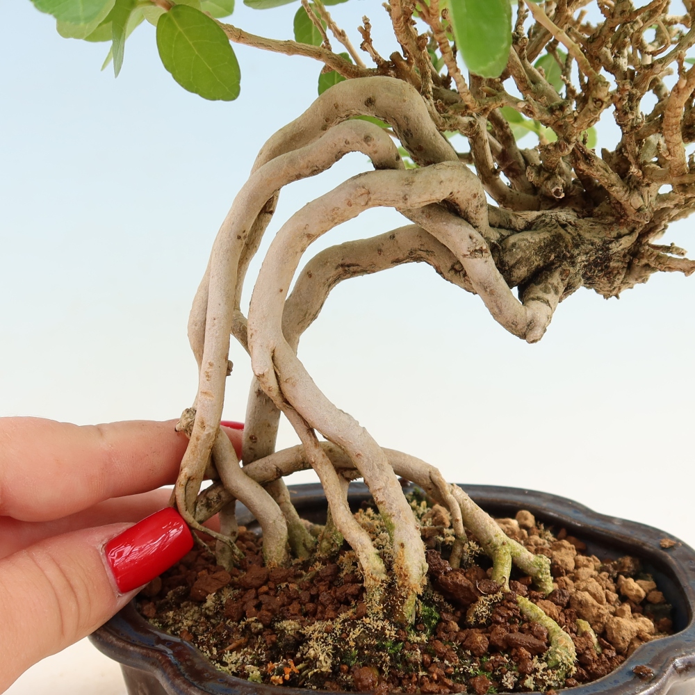 Bonsai voor binnen - Premna serratifolia - Kozlovna malolista