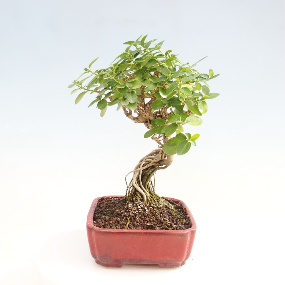 Bonsai voor binnen - Premna serratifolia - Kozlovna malolista