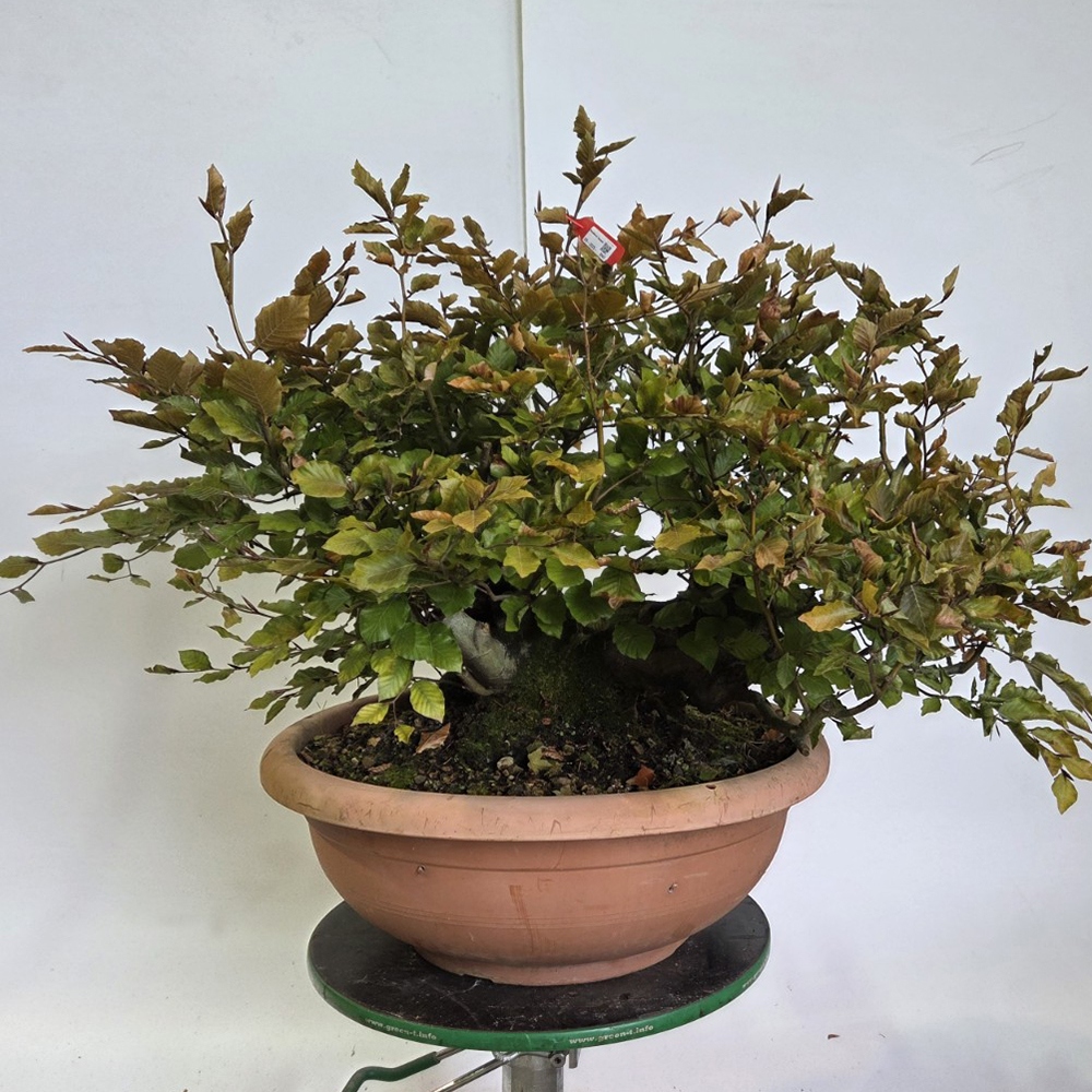 Bonsai-Fagus sylvatica voor buiten
