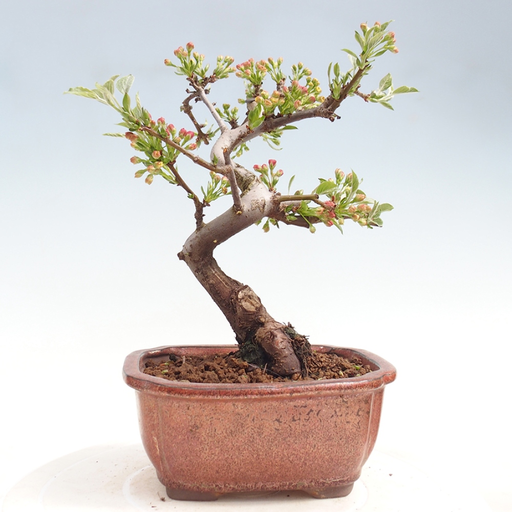 Bonsai voor buiten - Malus sargentii - Appelboom met kleine vruchten