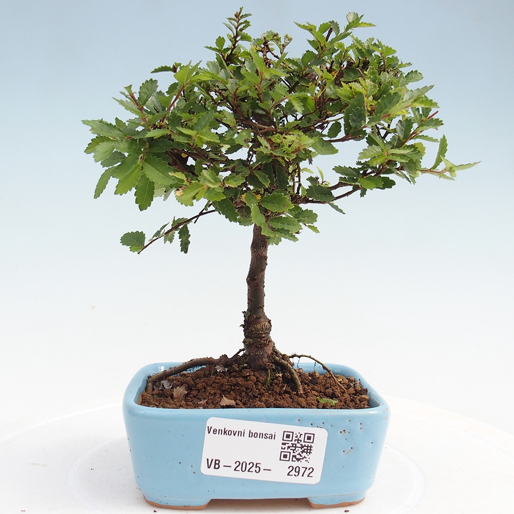 Bonsai voor buiten - Ulmus parvifolia Sagei - Kleinbladige iep