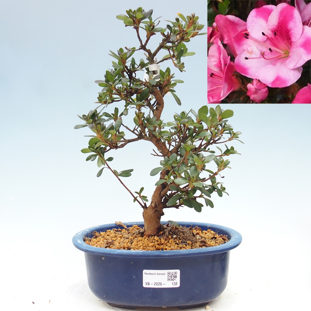 Bonsai voor buiten - Japanse Azalea - Azalea Kobai