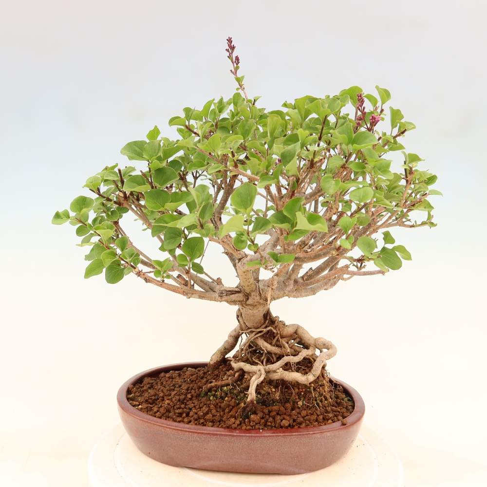 Bonsai voor buiten - Syringa microphylla - kleinbloemige sering