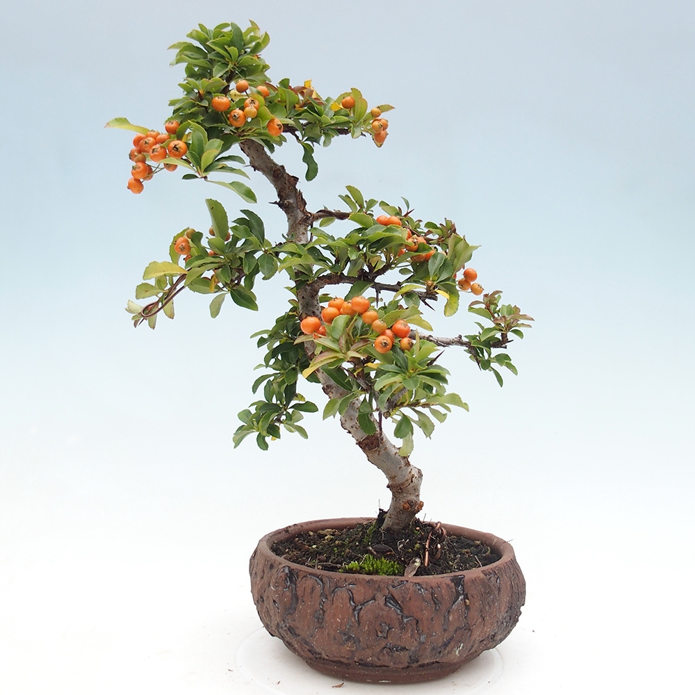 Bonsai-Pyracantha Teton voor buiten -Hlox