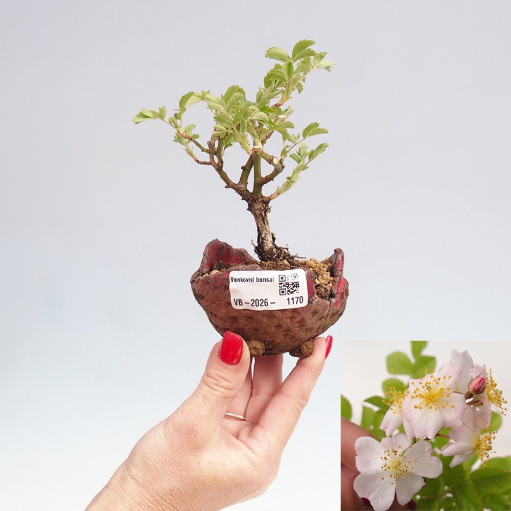 Bonsai voor buiten - Rosa sp. - kleinbloemige roos