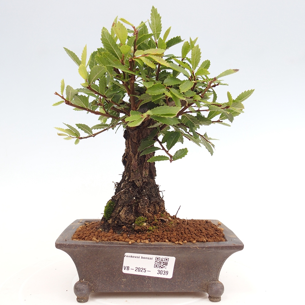 Bonsai voor buiten - Zelkova - Zelkova NIRE