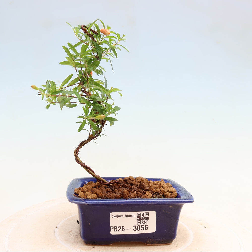 Kamerbonsai-PUNICA granatum nana-Granaatappel