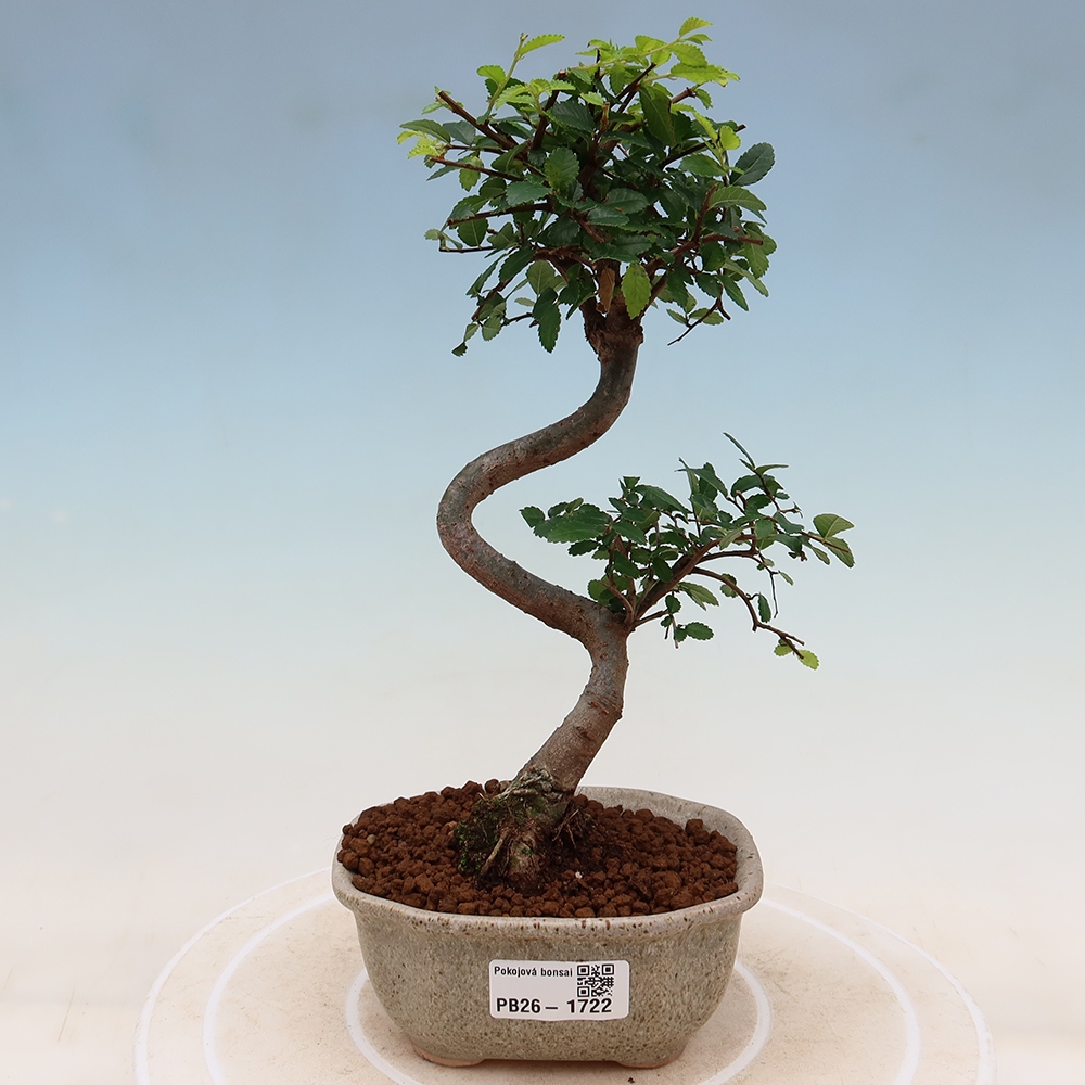 Kamerbonsai - Ulmus parvifolia - Winteriep