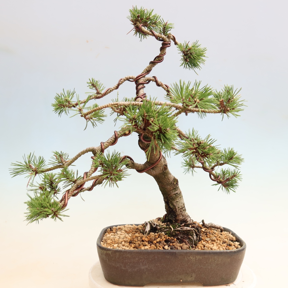 Bonsai voor buiten - Pinus mugo Humpy  - Bergden