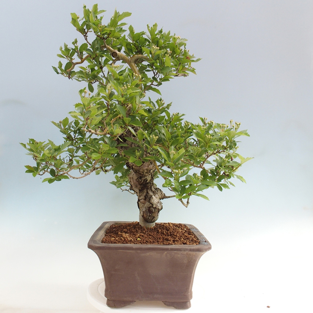 Bonsai voor buiten - Meidoorn - Crataegus cuneata