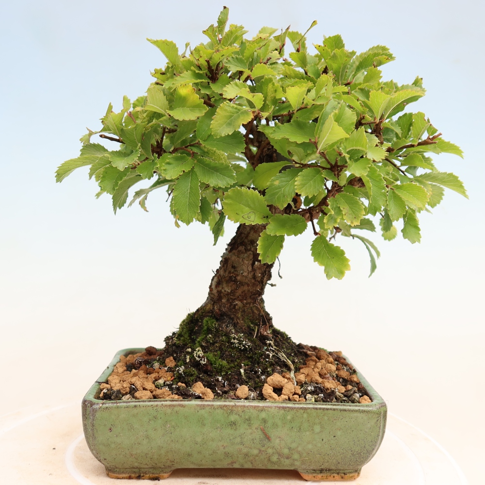 Bonsai voor buiten - Zelkova - Zelkova NIRE