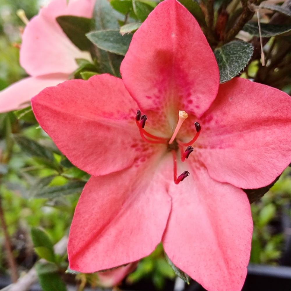 Bonsai voor buiten - Japanse Azalea - Azalea Akari