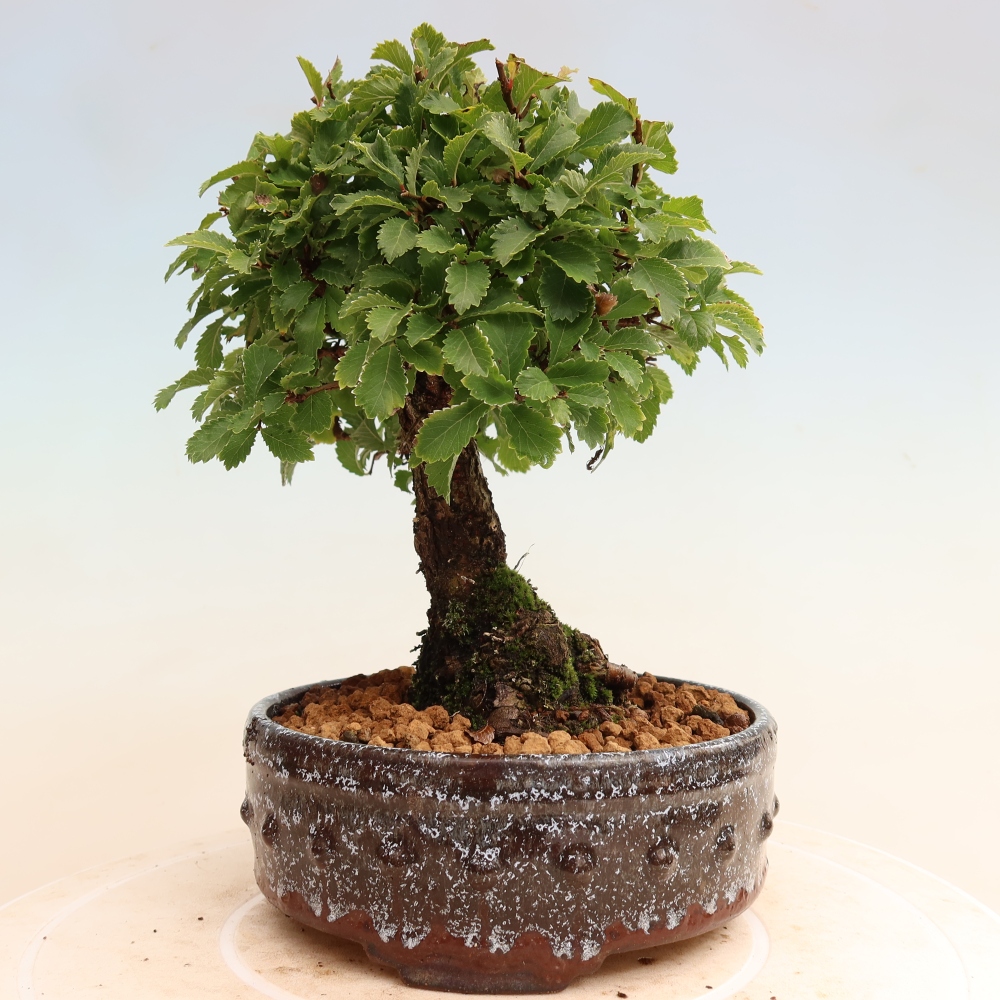Bonsai voor buiten - Zelkova - Zelkova NIRE