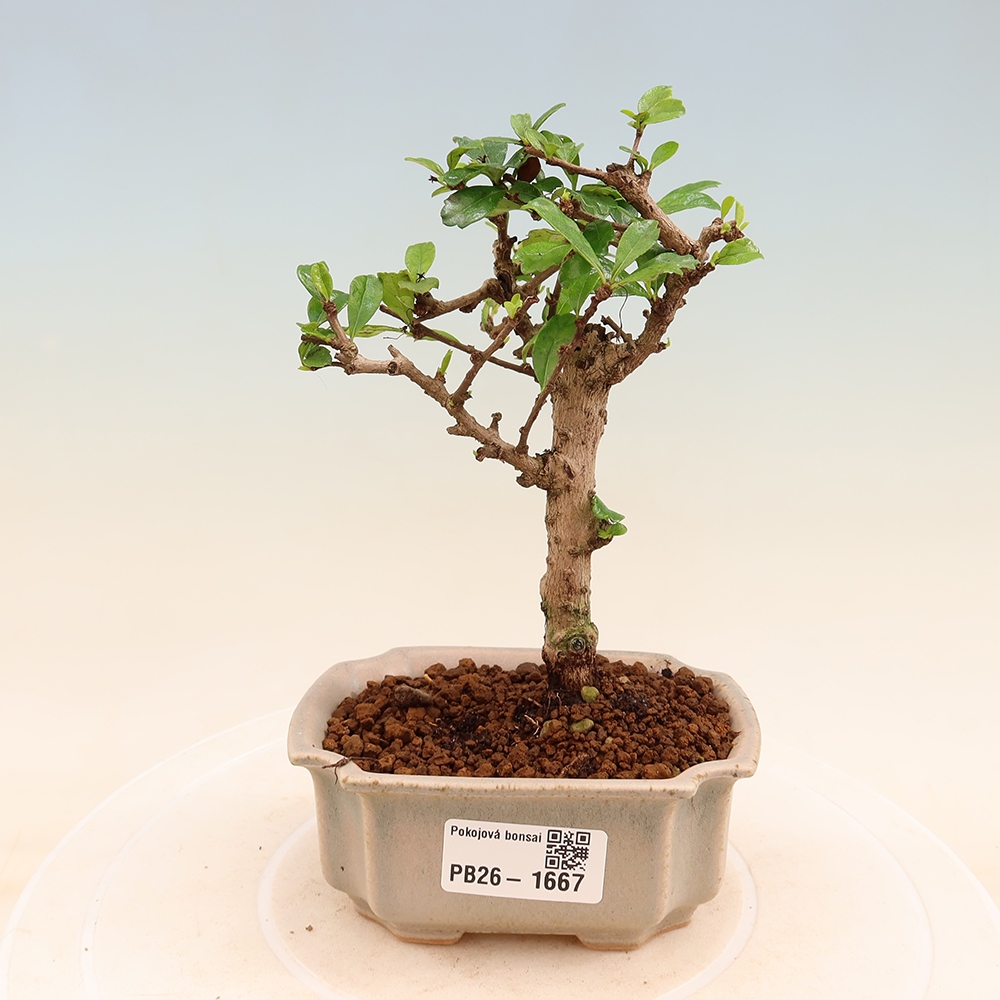 Kamerbonsai - Carmona macrophylla - Thee fuki