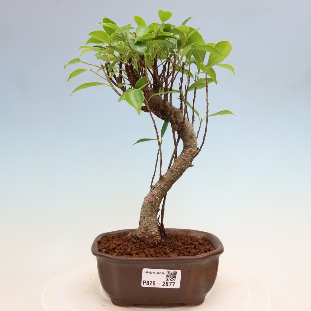 Kamerbonsai - Ficus kimmen - kleinbladige ficus