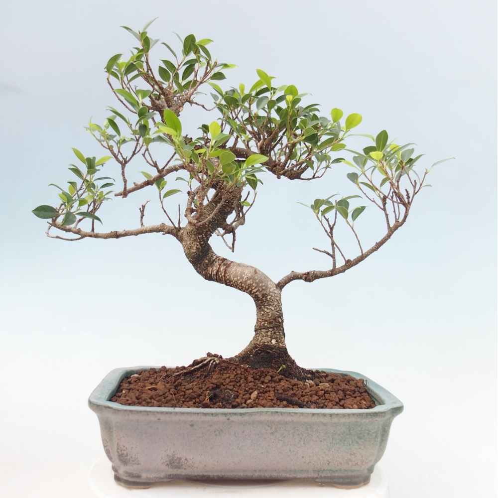 Kamerbonsai - Ficus kimmen - kleinbladige ficus