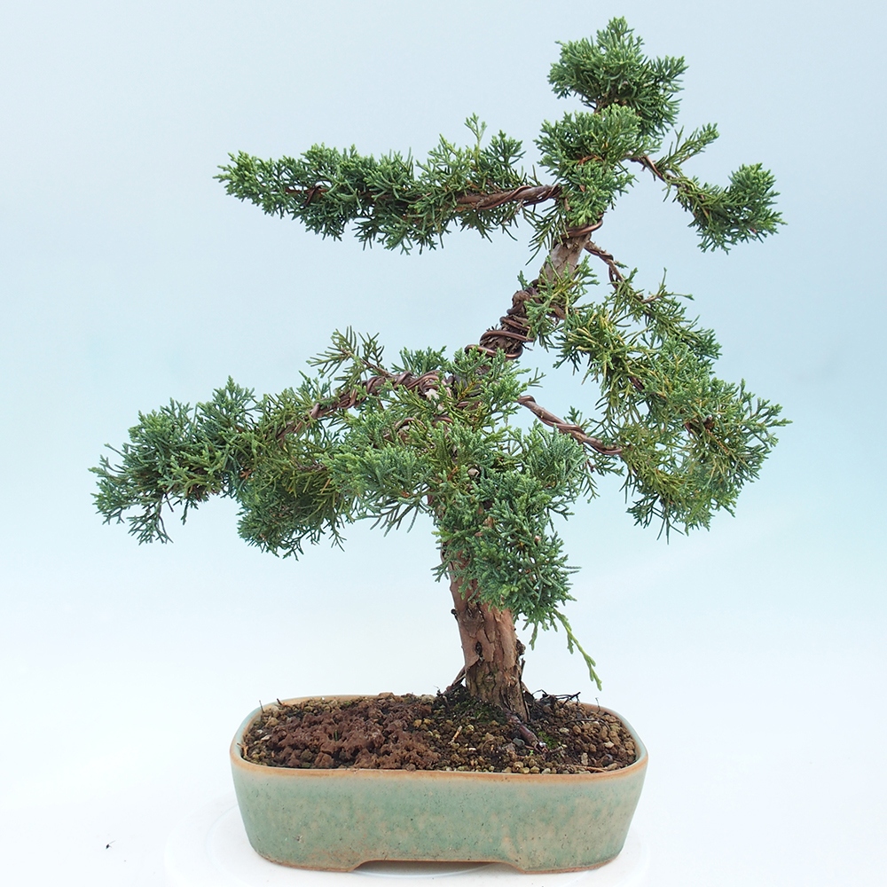 Bonsai voor buiten - Juniperus chinensis Kishu
