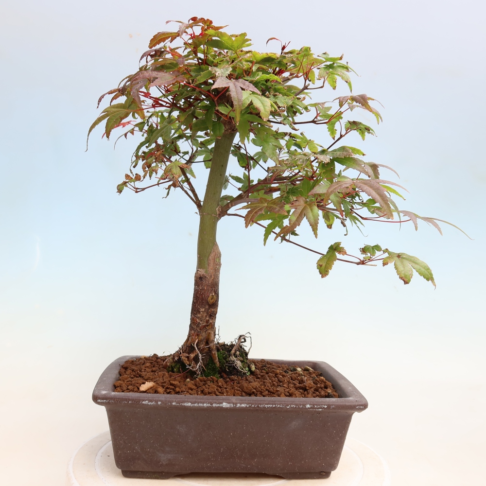 Bonsai voor buiten - Acer palmatum DESHOJO