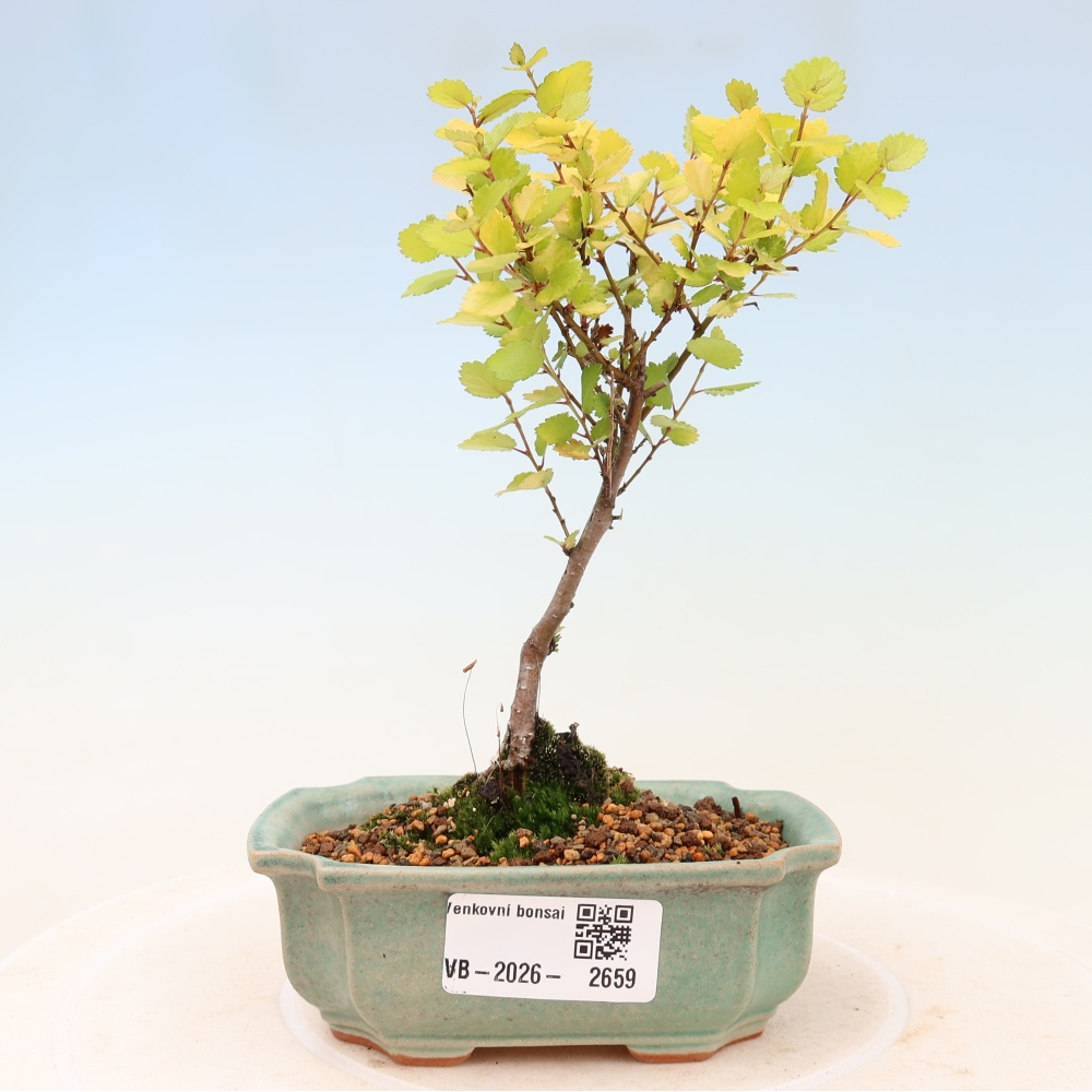 Buitenbonsai - dwergberk - Betula NANA Golden Treasure