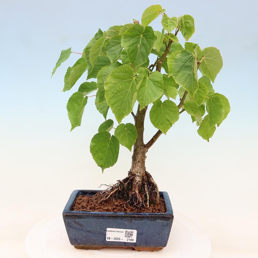 Buitenbonsai - Hartbladige linde - Tilia cordata