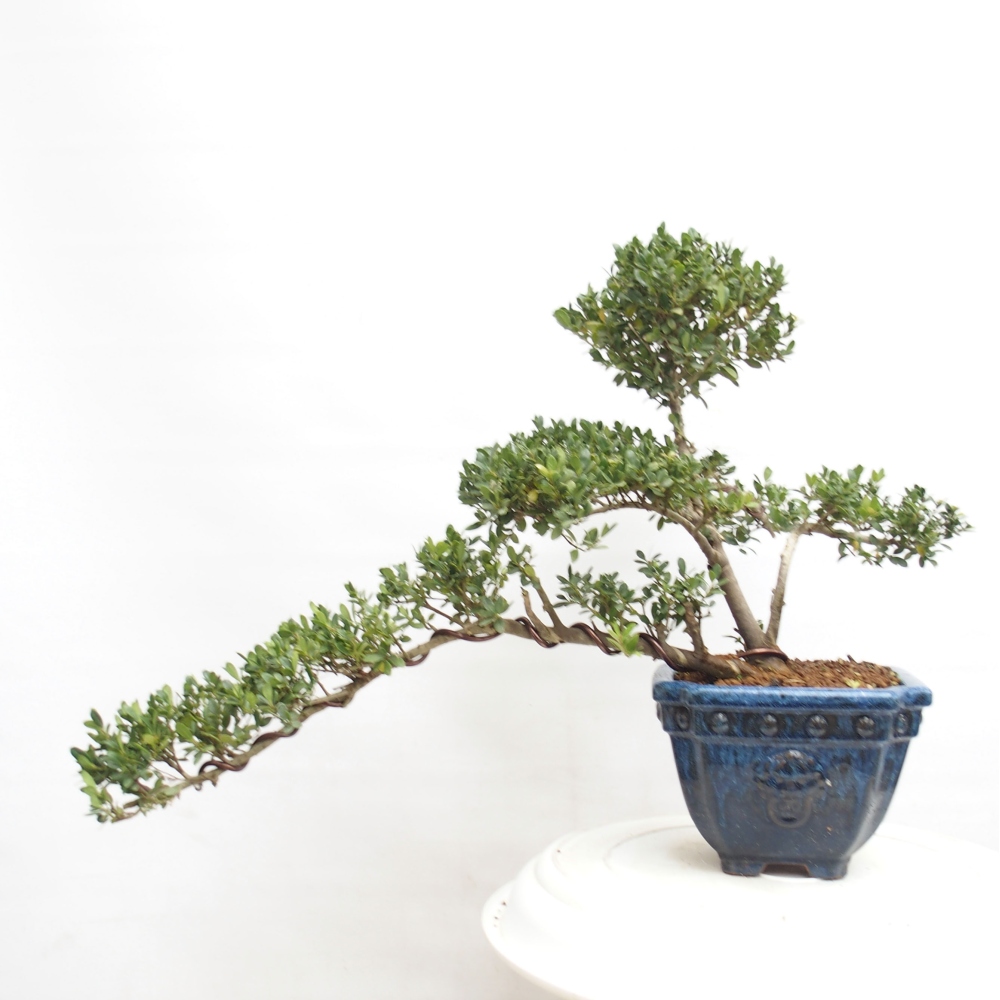 Kamerbonsai - Ilex crenata - Hulst