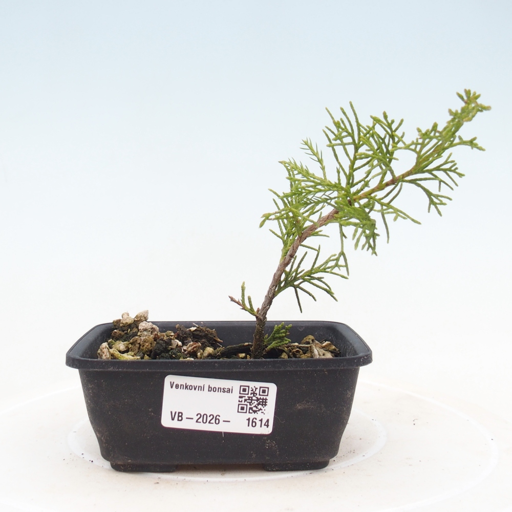 Bonsai voor buiten - Juniperus chinensis Itoigawa