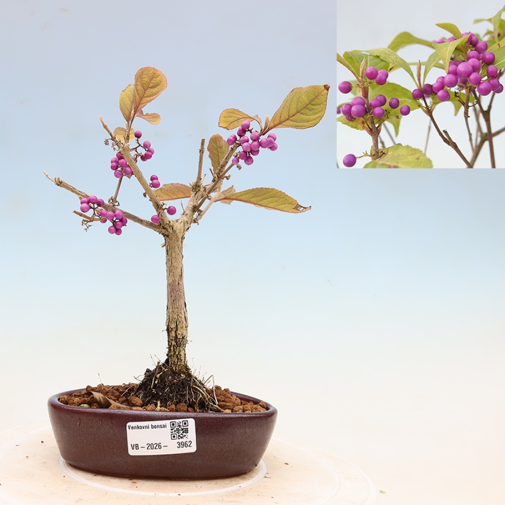Bonsai voor buiten - Callicarpa bodinierova profusion