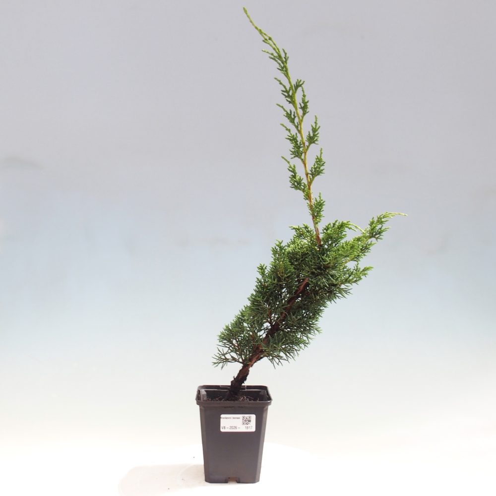 Bonsai voor buiten - Juniperus chinensis Kishu