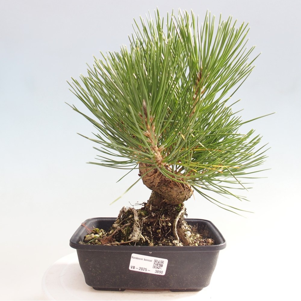 Bonsai voor buiten - Pinus thunbergii - Thunberg den