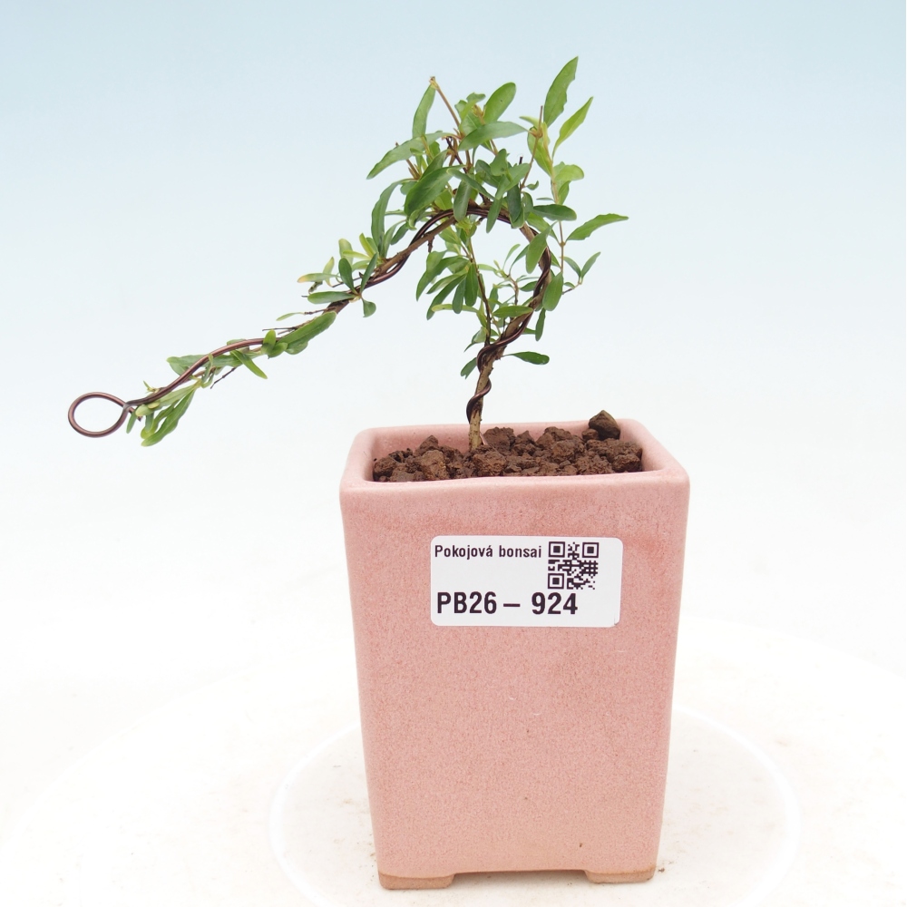 Kamerbonsai-PUNICA granatum nana-Granaatappel