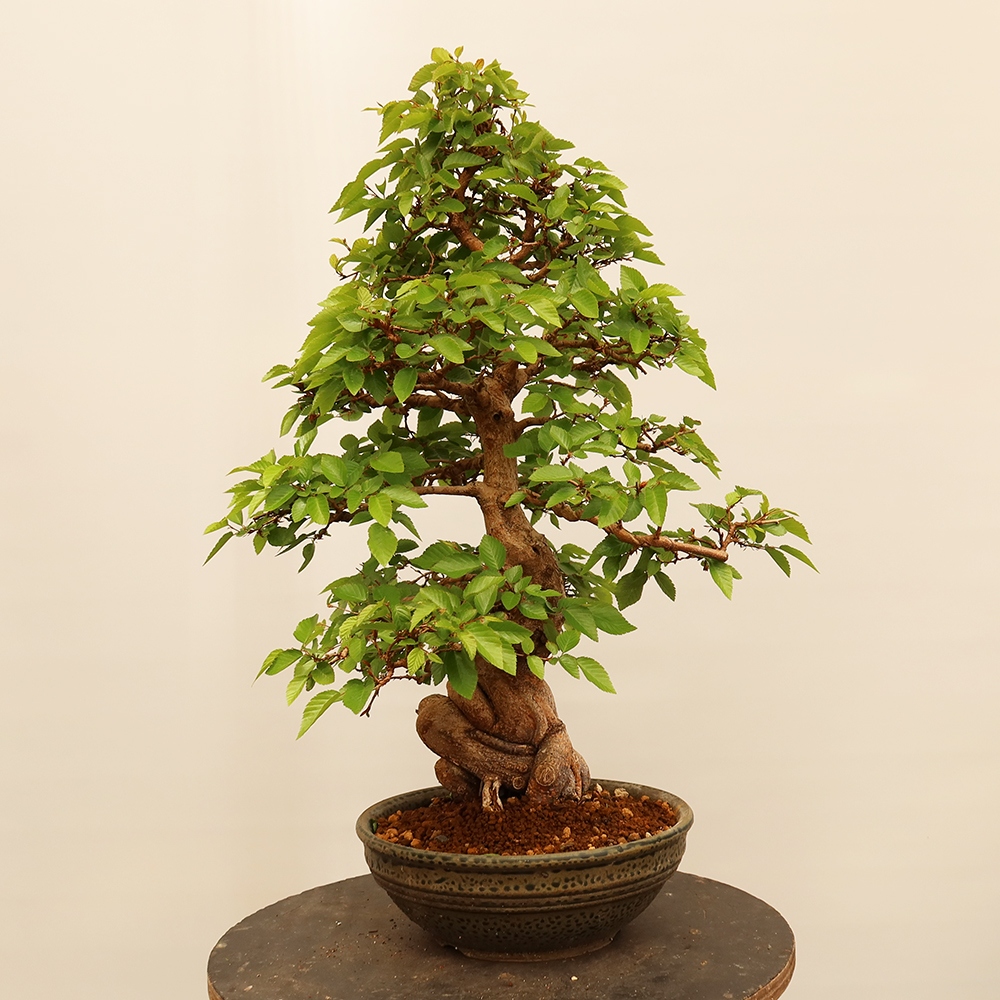 Bonsai voor buiten -Carpinus Coreana - Koreaanse haagbeuk