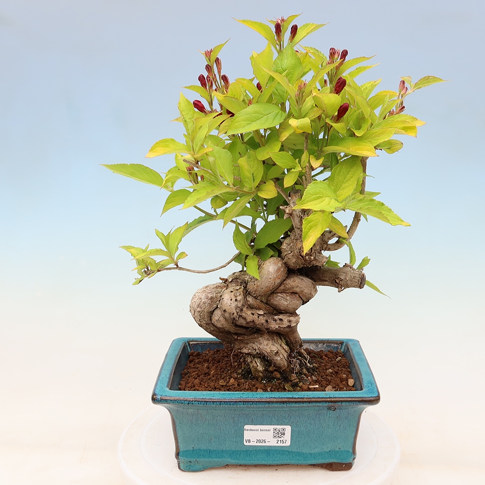 Buitenbonsai - Weigela subsessilis - Koreaanse weigela