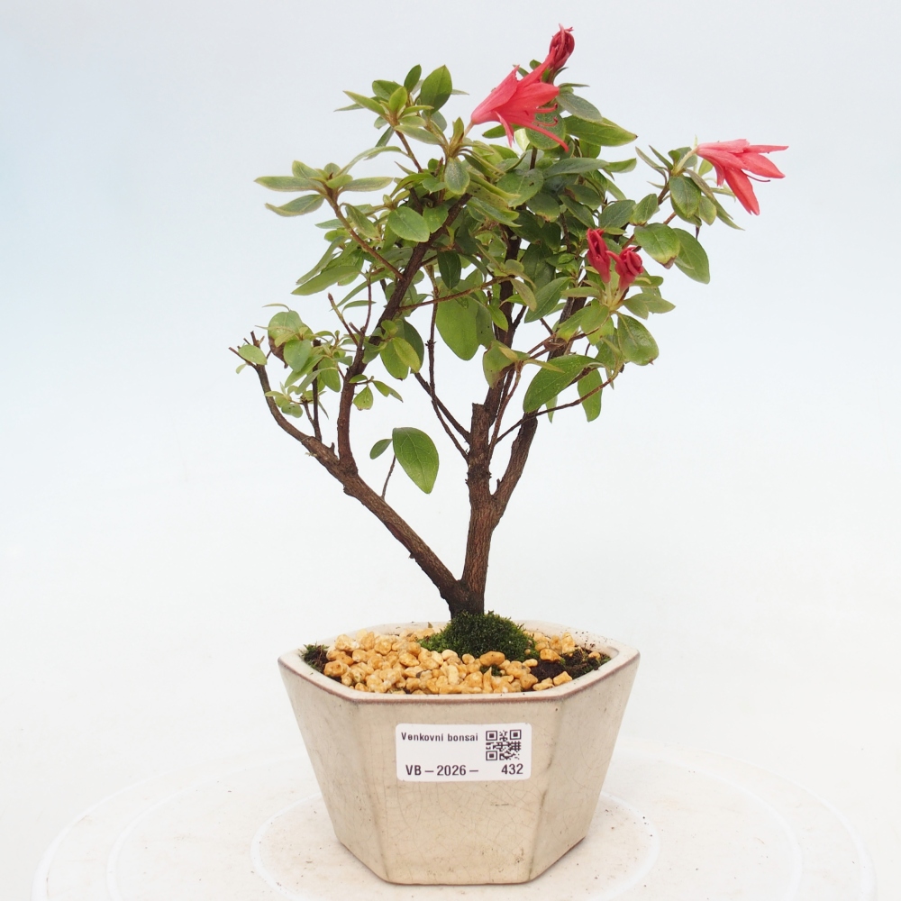 Bonsai voor buiten - Japanse azalea - Azalea sp.