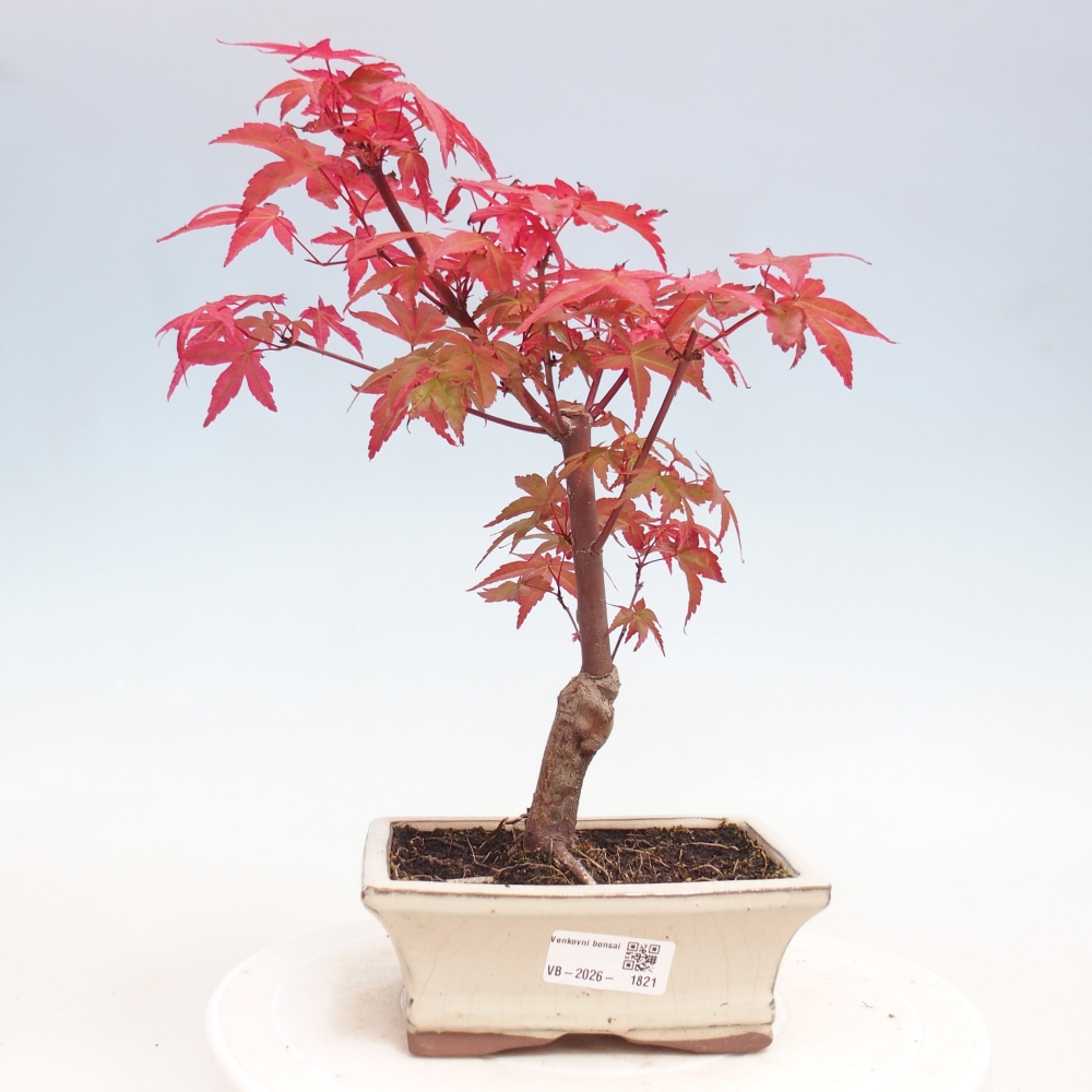 Bonsai voor buiten - Acer palmatum DESHOJO