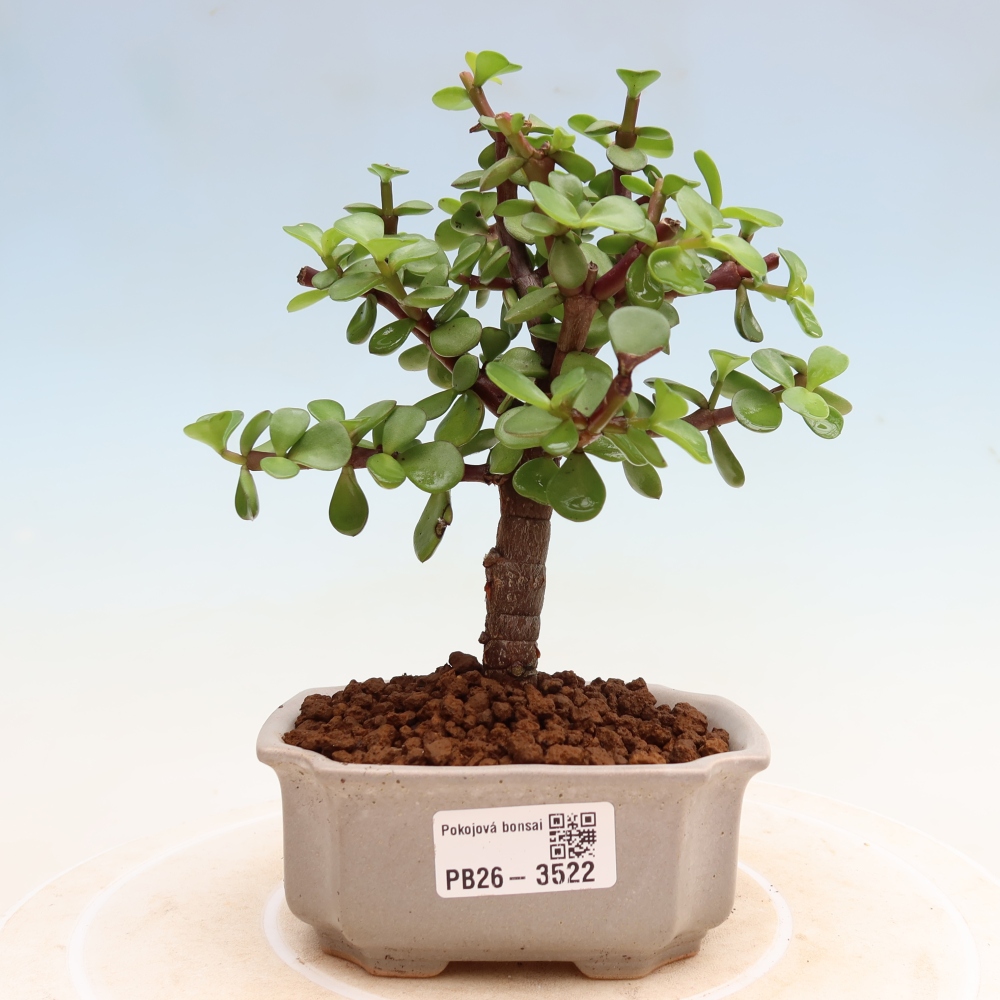 Kamerbonsai - Portulakaria Afra - Tlustice