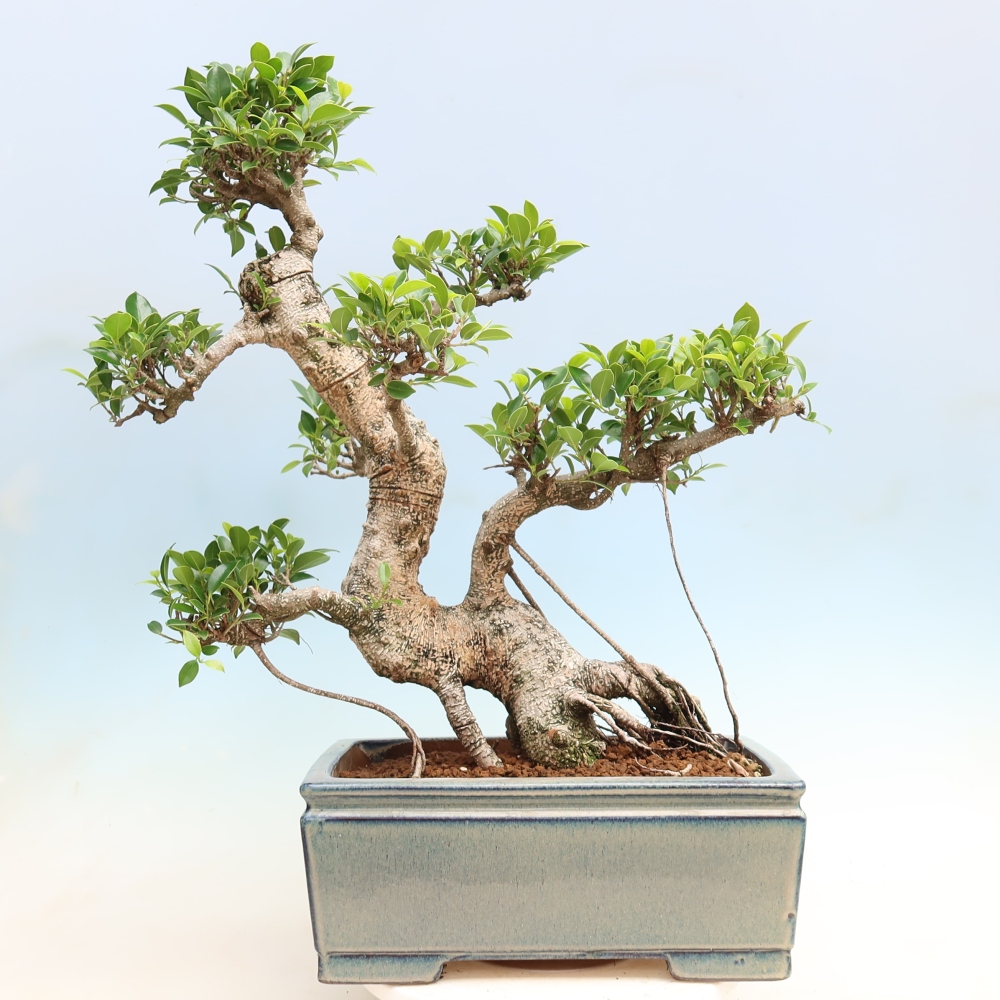 Kamerbonsai - Ficus kimmen - kleinbladige ficus