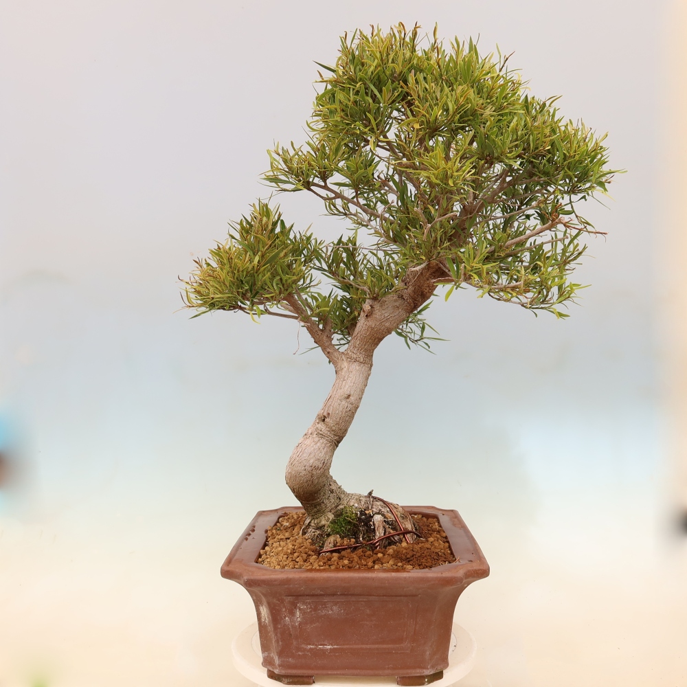 Kamerbonsai - Ficus nerifolia - kleinbladige ficus