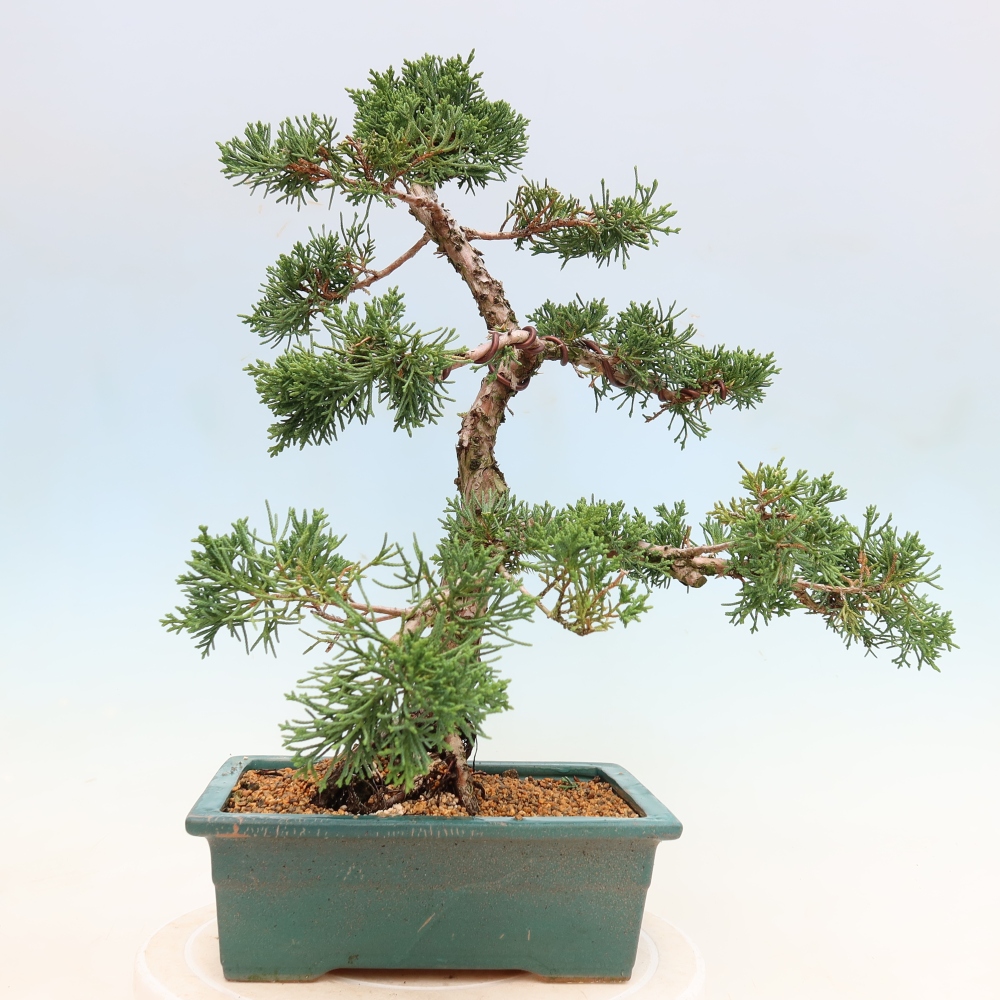 Bonsai voor buiten - Juniperus chinensis Kishu