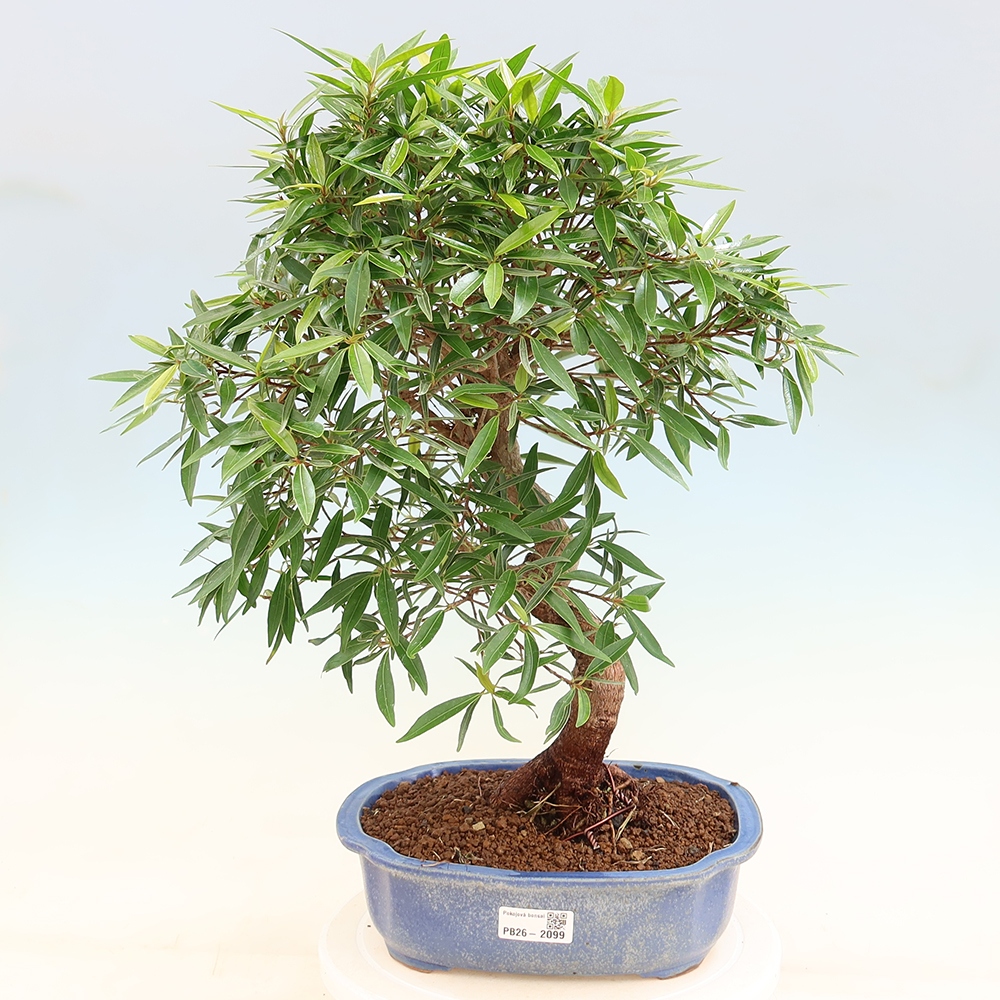 Kamerbonsai - Ficus nerifolia - kleinbladige ficus
