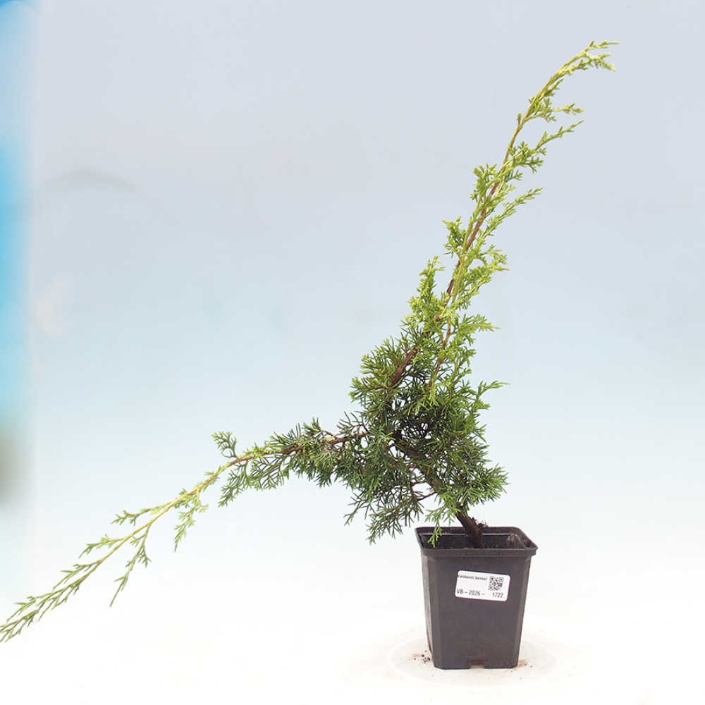 Bonsai voor buiten - Juniperus chinensis Itoigawa