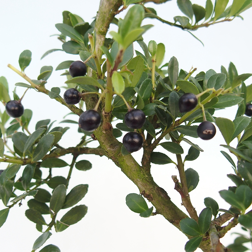 Kokedama met schaal - Ilex crenata - Kers