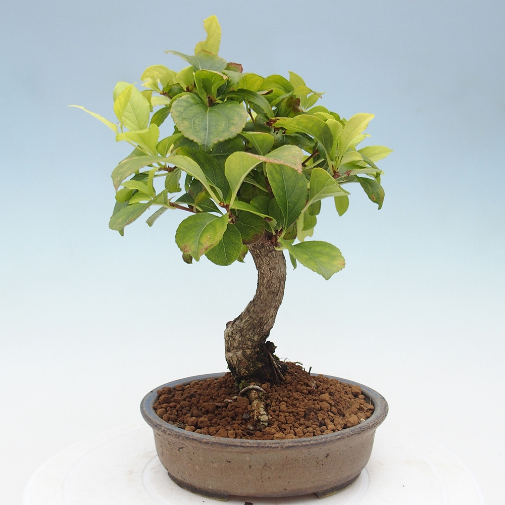 Bonsai voor buiten - Celastrus orbiculatus