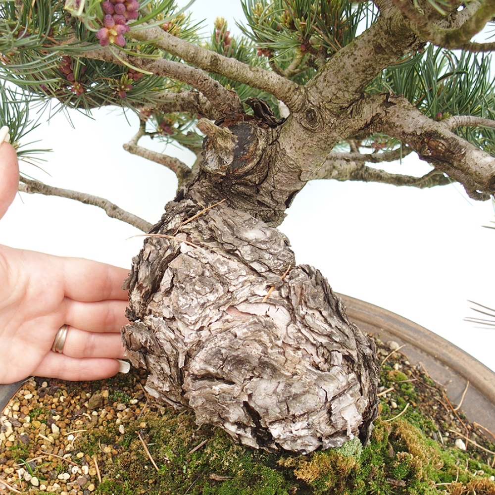 Bonsai voor buiten - Pinus parviflora - Pinus parviflora