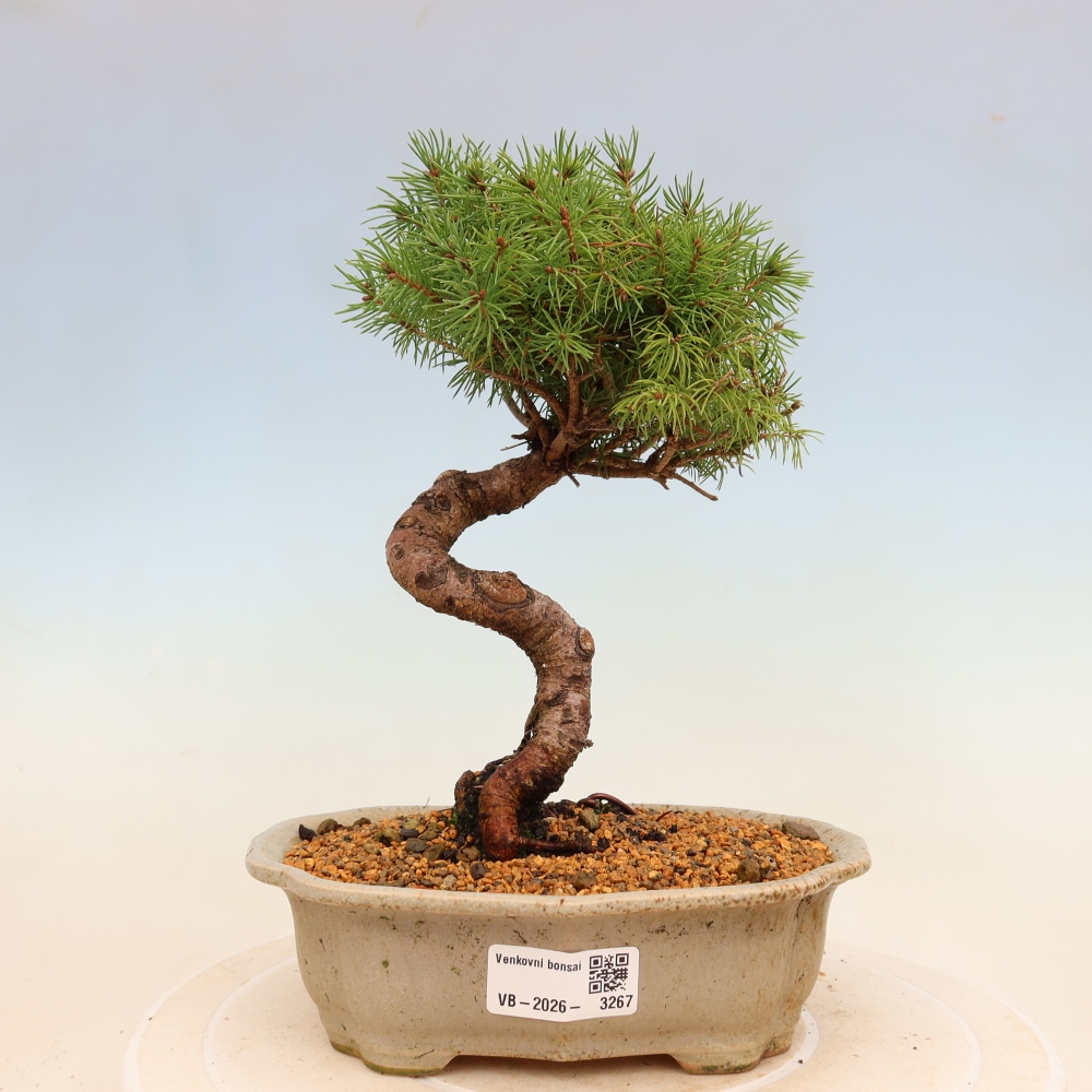 Bonsai voor buiten - Gewone spar - Picea glauca bol