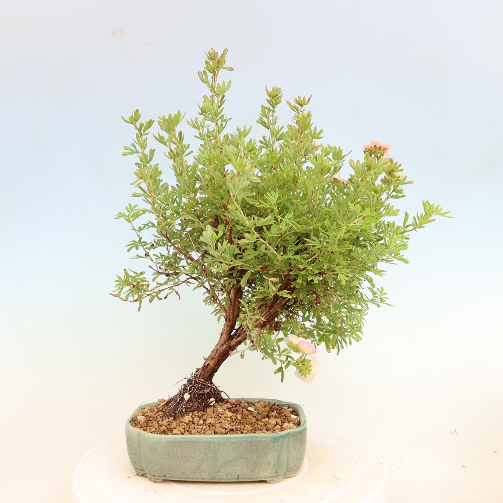 Buitenbonsai – Struikachtige potentilla – Potentilla fruticosa Bellissima