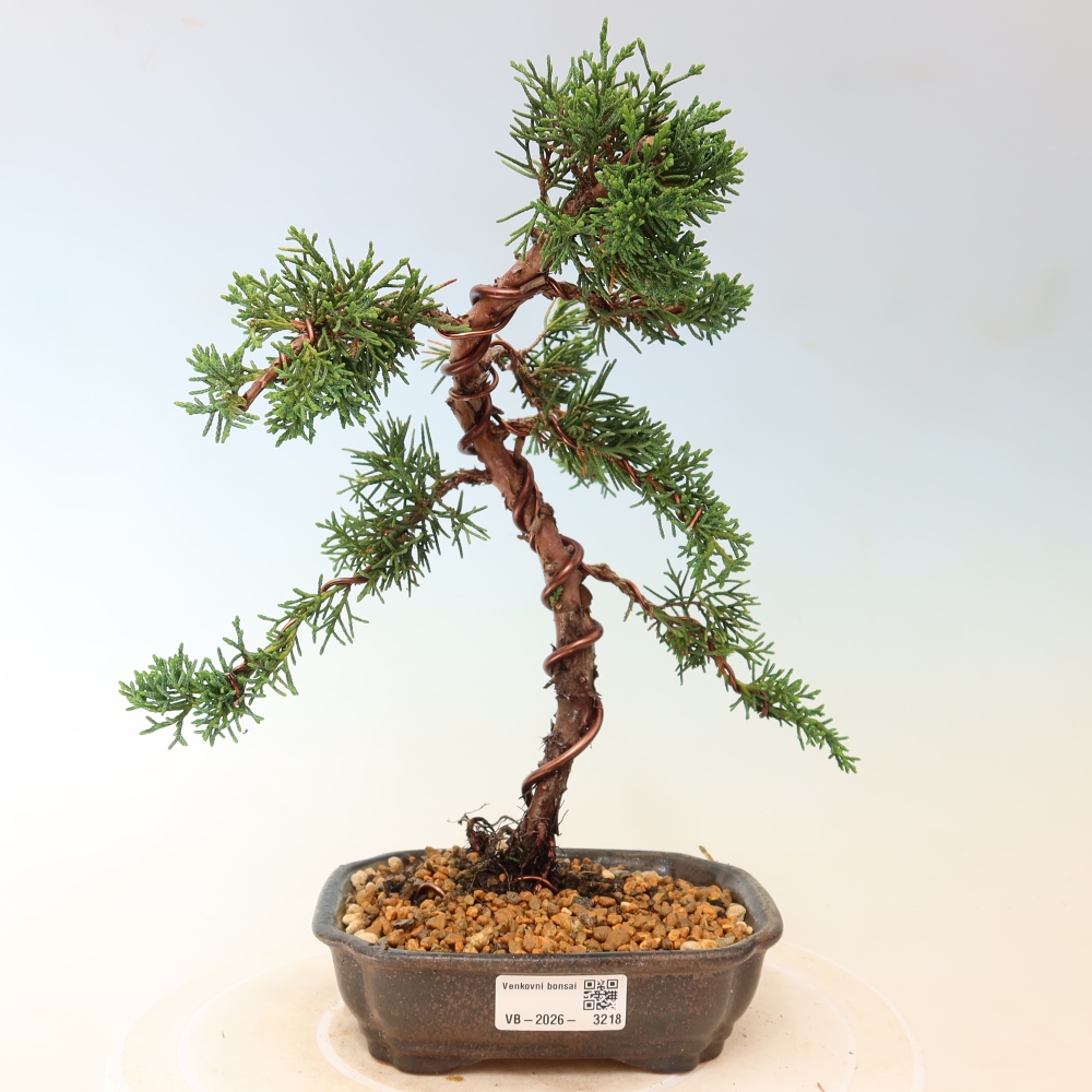 Bonsai voor buiten - Juniperus chinensis Kishu