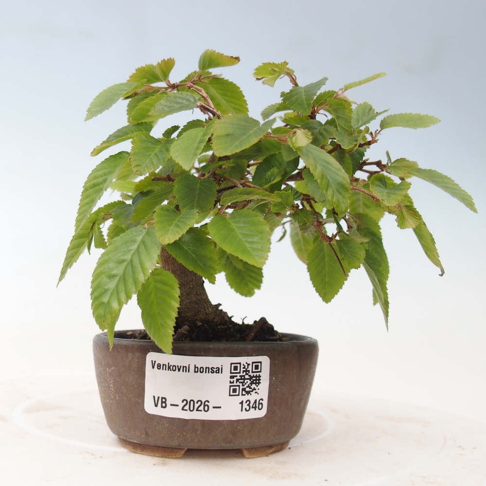 Bonsai voor buiten -Carpinus CARPINOIDES - Koreaanse haagbeuk