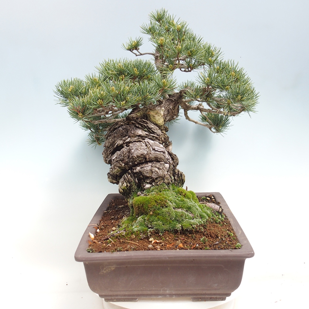 Bonsai voor buiten - Pinus parviflora - Pinus parviflora