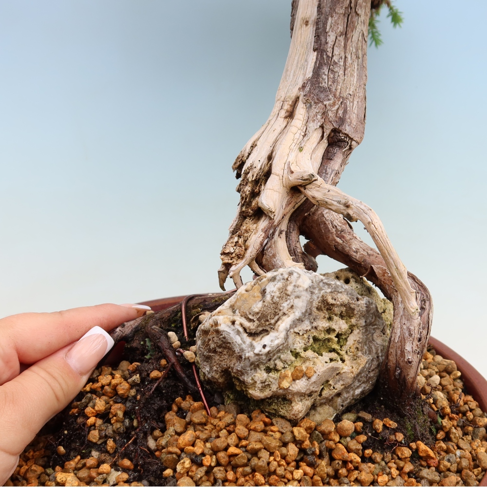 Bonsai voor buiten - Juniperus squamata – Schilferjeneverbes